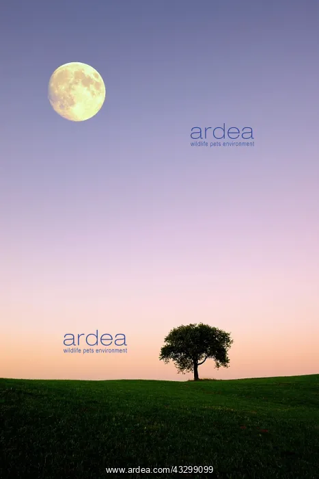 : Apple tree on a hill with moon, evening mood, Schwenningen : Apple tree on a hill with moon, evening mood, Schwenningen