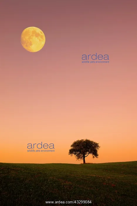  : Apple tree on hills with moon, Schwenningen, Baden-W&, x32d34