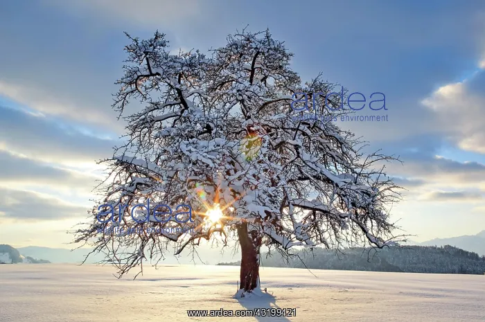 : Apple tree (Malus), f. apple tree, in winter, Switzerland : Apple tree (Malus), f. apple tree, in winter, Switzerland
