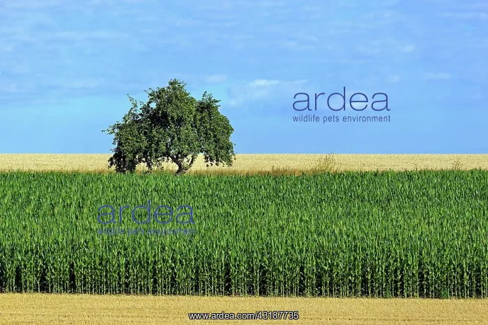 : Apple tree (Malus) standing between a corn field : Apple tree (Malus) standing between a corn field