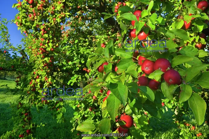 : Apple Tree with ripe red apples in orchard Autumn : Apple Tree with ripe red apples in orchard Autumn