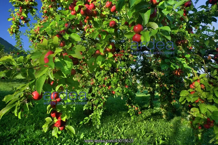 : Apple Tree with ripe red apples in orchard Autumn : Apple Tree with ripe red apples in orchard Autumn