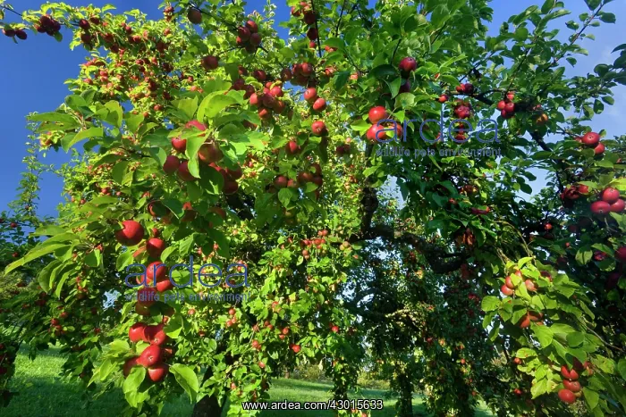  : Apple Tree with ripe red apples in orchard Autumn