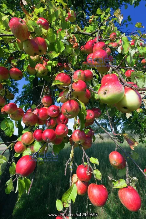 : Apple Tree - with ripened fruits - in wild orchard : Apple Tree - with ripened fruits - in wild orchard