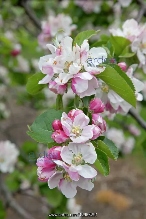 : Apple trees in blossom in May : Apple trees in blossom in May