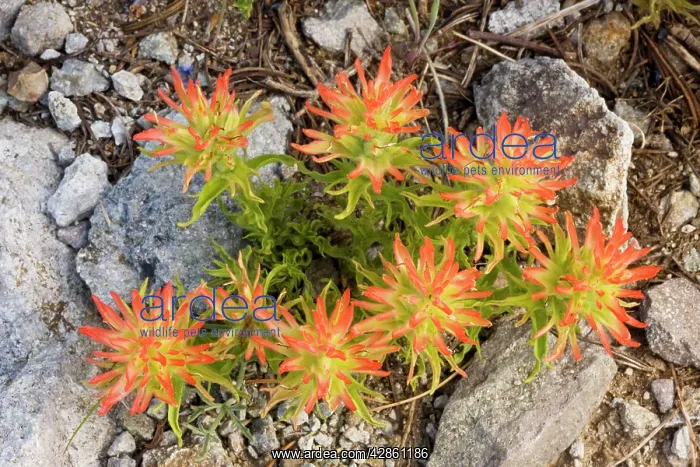 : Applegate's Paintbrush : Applegate's Paintbrush