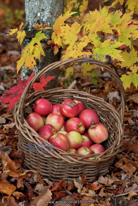: Apples. Hendersonville, North Carolina. Cameo apples grown in the Appalachian : Apples. Hendersonville, North Carolina. Cameo apples grown in the Appalachian
