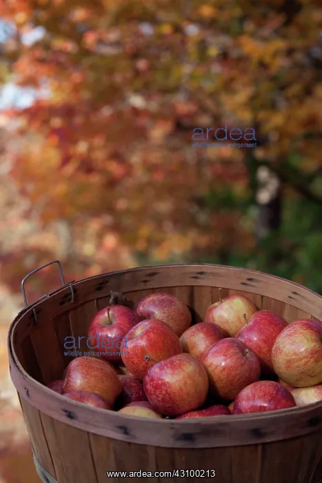 : Apples. Hendersonville, North Carolina. Cameo apples grown in the Appalachian : Apples. Hendersonville, North Carolina. Cameo apples grown in the Appalachian