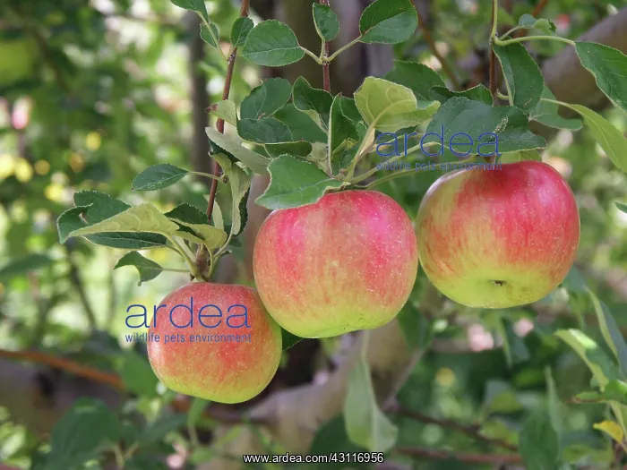 : Apples, (Pyrus malus), on the branch, ready for picking : Apples, (Pyrus malus), on the branch, ready for picking