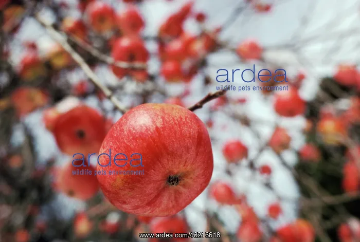 : Apples. Apple trees planted in the Sierra Nevada foothills by the 49ers : Apples. Apple trees planted in the Sierra Nevada foothills by the 49ers