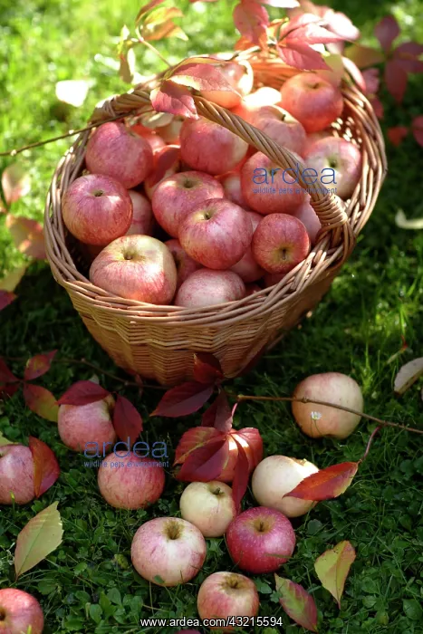 : Apples in a basket : Apples in a basket