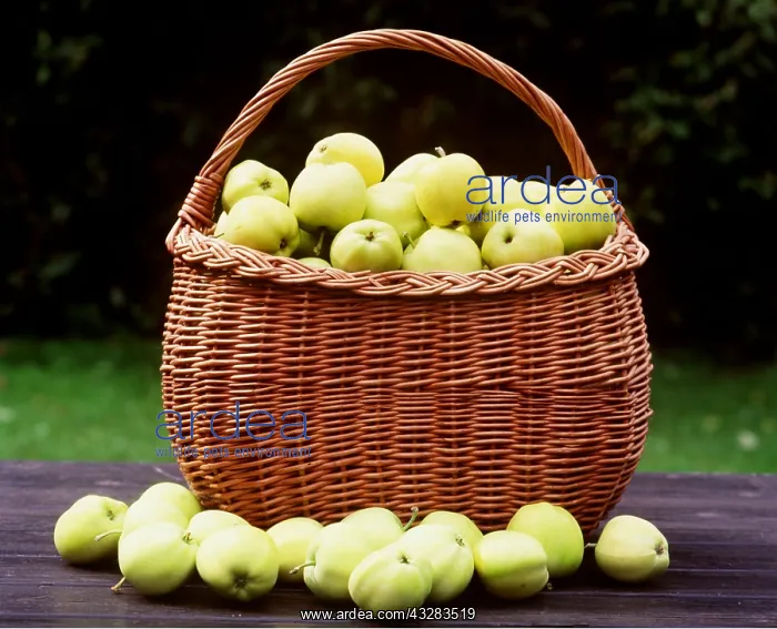 : APPLES - in basket : APPLES - in basket