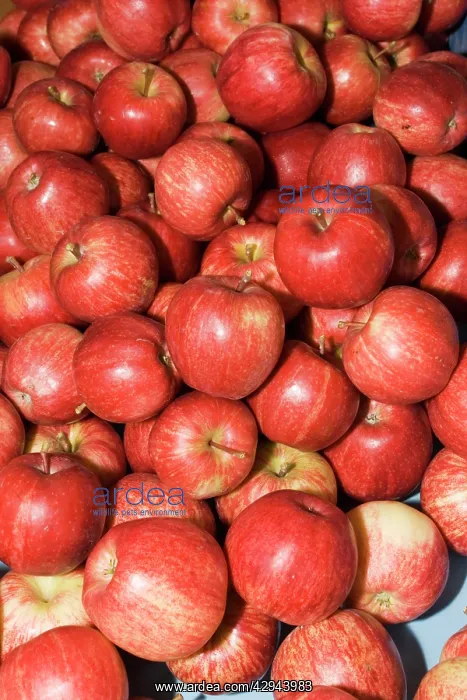 : Apples - box full of ripe red apples near Alexandra : Apples - box full of ripe red apples near Alexandra