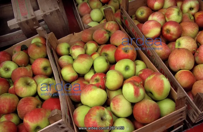 : Apples in boxes - Jonagold : Apples in boxes - Jonagold