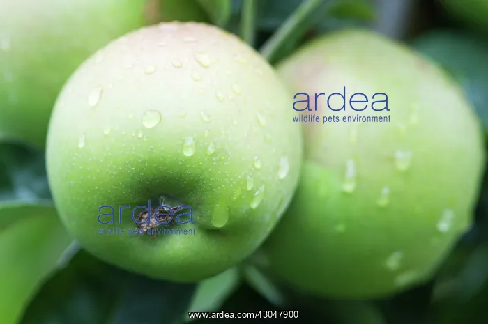 : Apples growing on tree with droplets of rain over surface of green skin : Apples growing on tree with droplets of rain over surface of green skin