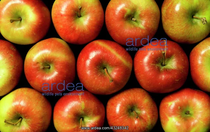: Apples packed together with shiny red and yellow skin : Apples packed together with shiny red and yellow skin