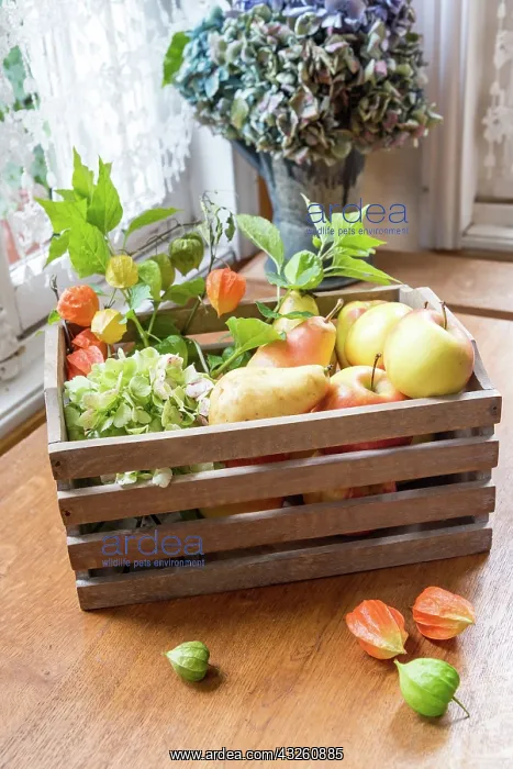 : Apples, Pears and Physalis in a wooden box France : Apples, Pears and Physalis in a wooden box France