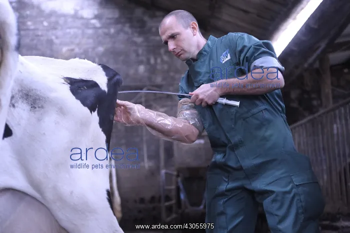  : Application of an ointment intrauterine by a veterinarian