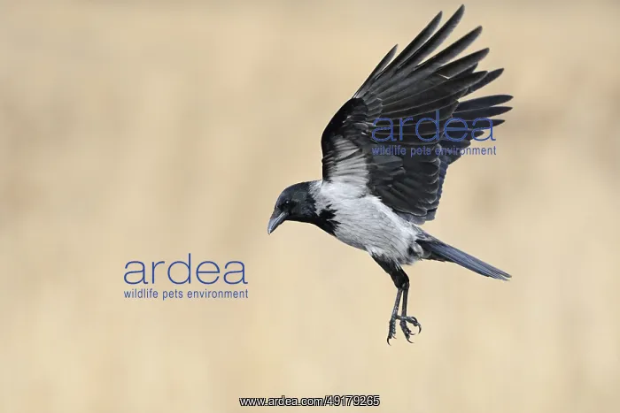 : On the approach... Hooded Crow (Corvus cornix) in flight : On the approach... Hooded Crow (Corvus cornix) in flight