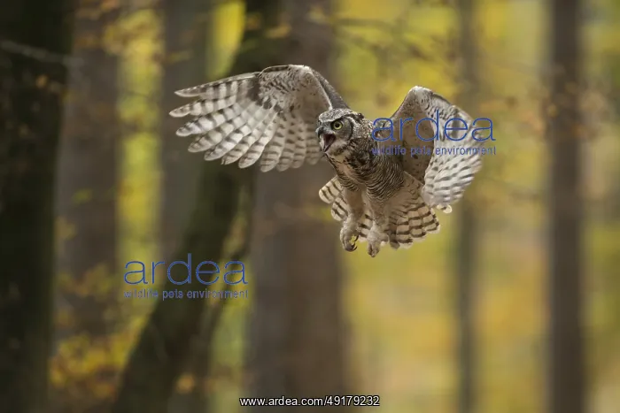 : The approach... Virginia eagle owl (Bubo virginianus) in flight : The approach... Virginia eagle owl (Bubo virginianus) in flight