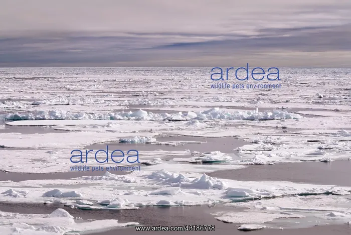 : Approaching the pack ice in the Arctic Ocean at 82 degrees a : Approaching the pack ice in the Arctic Ocean at 82 degrees a