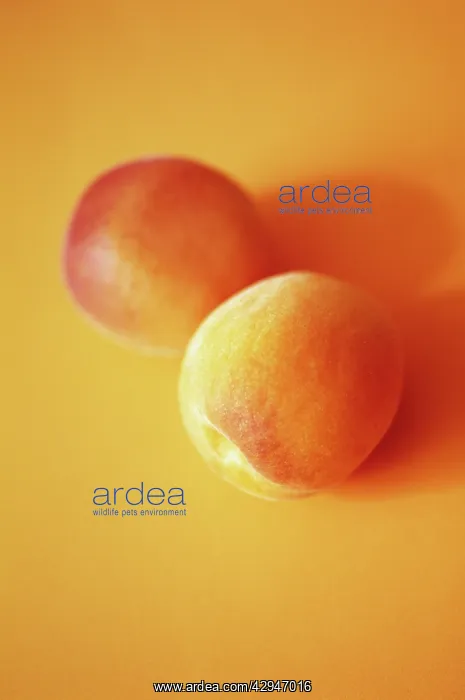 : Apricot, Prunus armeniaca : Apricot, Prunus armeniaca