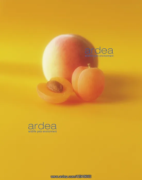 : Apricot, Prunus armeniaca : Apricot, Prunus armeniaca