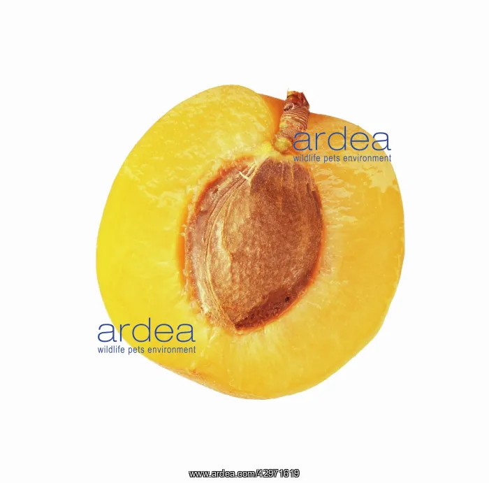 : Apricot, Prunus armeniaca : Apricot, Prunus armeniaca