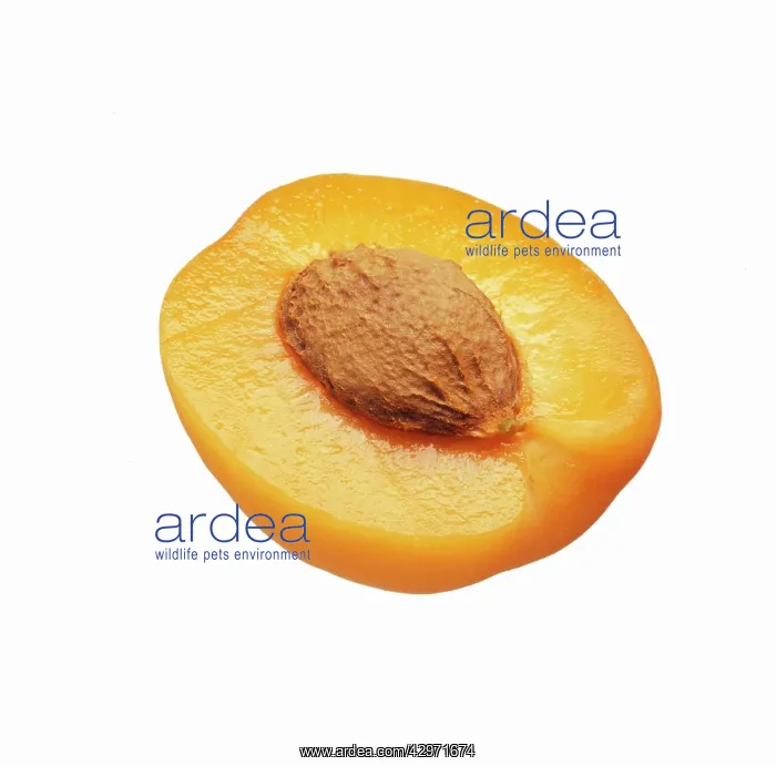 : Apricot, Prunus armeniaca : Apricot, Prunus armeniaca