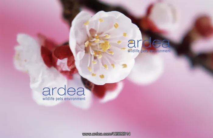 : Apricot, Prunus armeniaca : Apricot, Prunus armeniaca