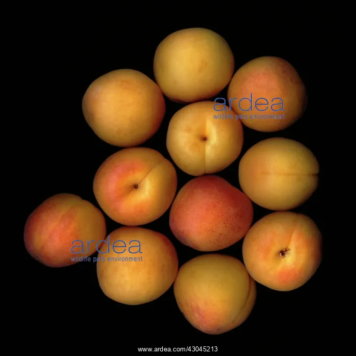 : Apricot, Prunus armeniaca : Apricot, Prunus armeniaca