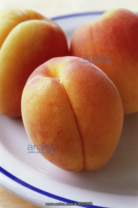 : Apricot, Prunus armeniaca : Apricot, Prunus armeniaca