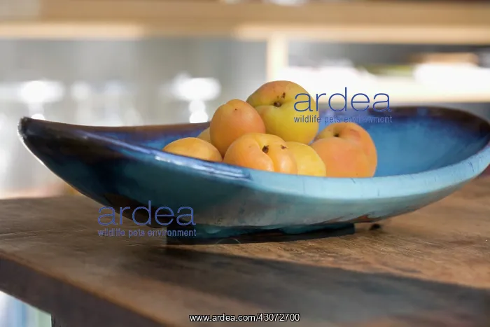 : Apricot, Prunus armeniaca : Apricot, Prunus armeniaca