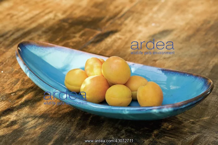: Apricot, Prunus armeniaca : Apricot, Prunus armeniaca