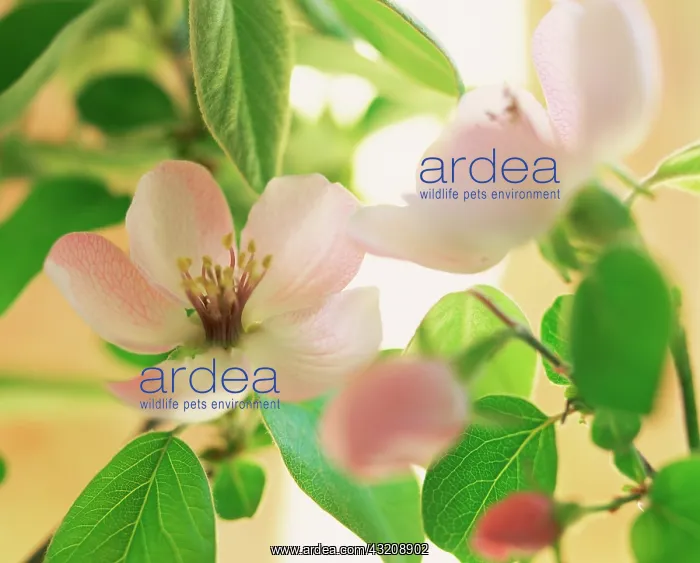 : Apricot, Prunus armeniaca : Apricot, Prunus armeniaca