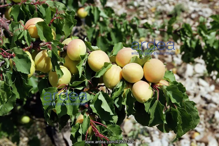  : Apricot - fruit