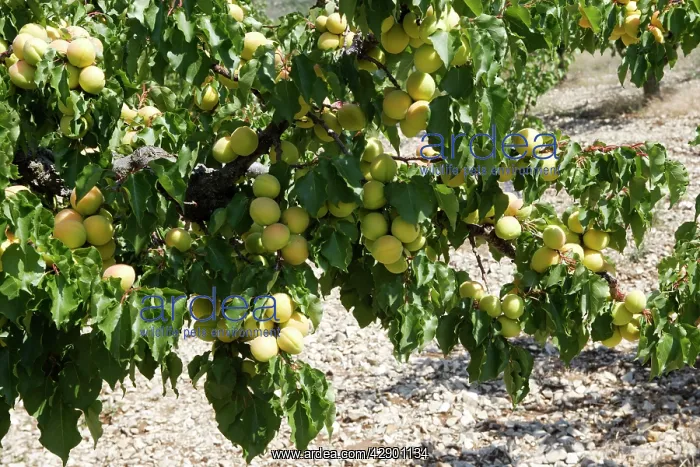  : Apricot - fruit