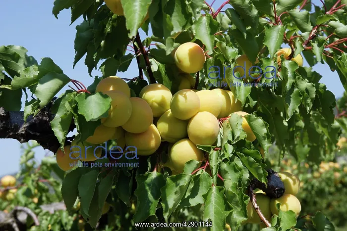  : Apricot - fruit