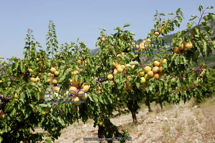  : Apricot - fruit