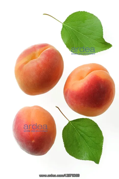 : Apricot Fruit & leaves : Apricot Fruit & leaves