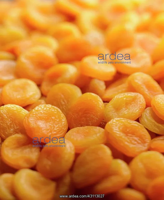 : Apricot, Prunus armeniaca, A mass of dried apricots : Apricot, Prunus armeniaca, A mass of dried apricots