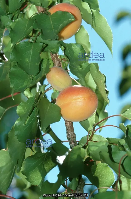 : Apricots. Tilton apricots (Prunus armeniaca) ripening on the tree in the : Apricots. Tilton apricots (Prunus armeniaca) ripening on the tree in the
