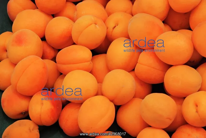 : Apricots - cultivated in southern Europe : Apricots - cultivated in southern Europe
