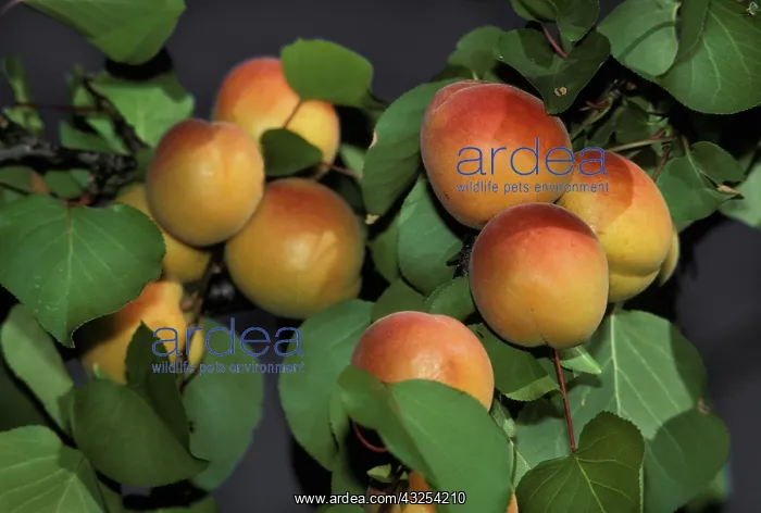 : Apricots ready for harvest : Apricots ready for harvest