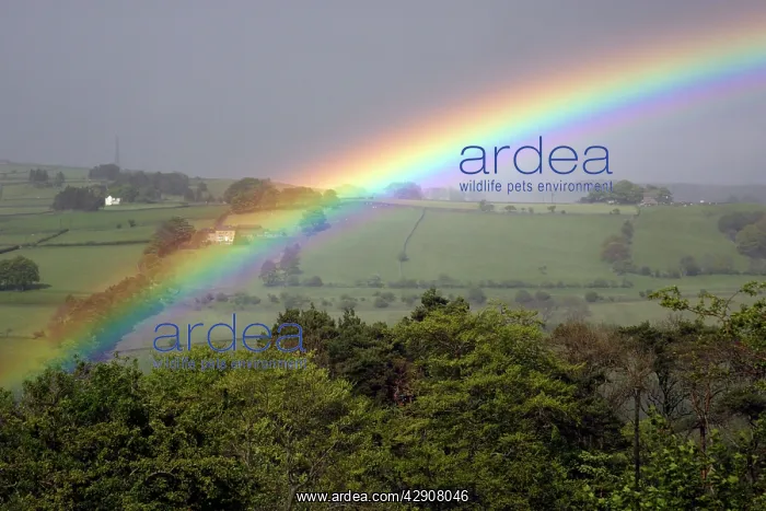 : April Rainbow - West Allen river valley, beside Allendale : April Rainbow - West Allen river valley, beside Allendale