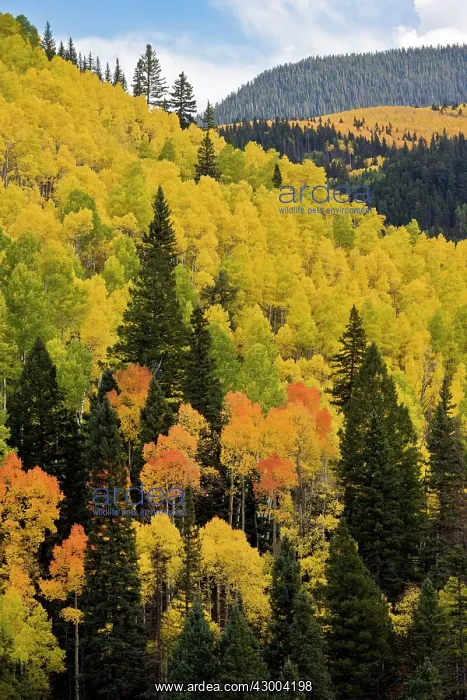  : Apsen Trees - in autumn (fall) colours with Douglas Firs