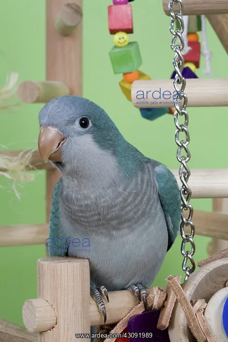  : Aqua Quaker Parakeet