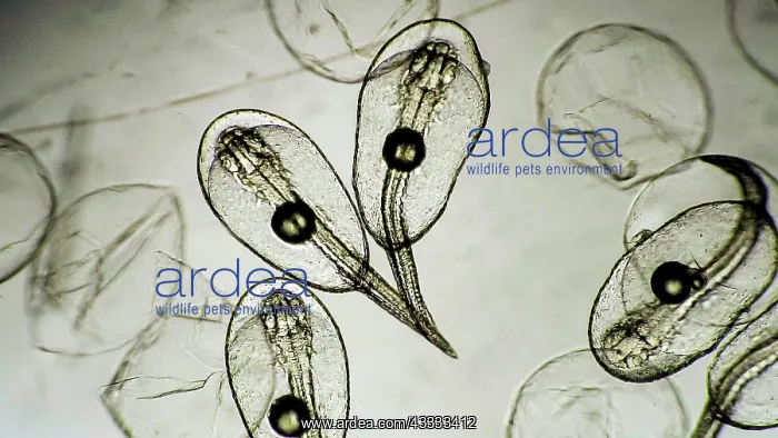 : Aquaculture, Grouper egg eclosion (Epinephelus s : Aquaculture, Grouper egg eclosion (Epinephelus s