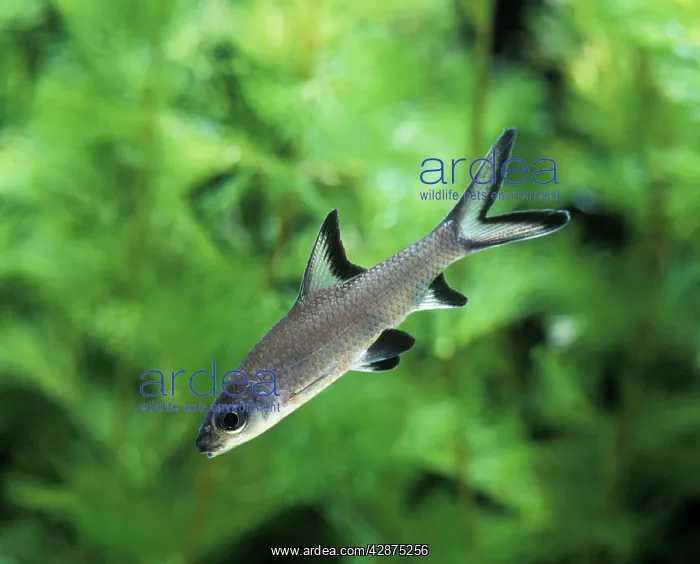 : Aquarium - with Bala Shark : Aquarium - with Bala Shark
