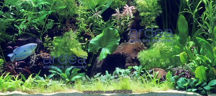 : Aquarium - with Blue Gourami : Aquarium - with Blue Gourami
